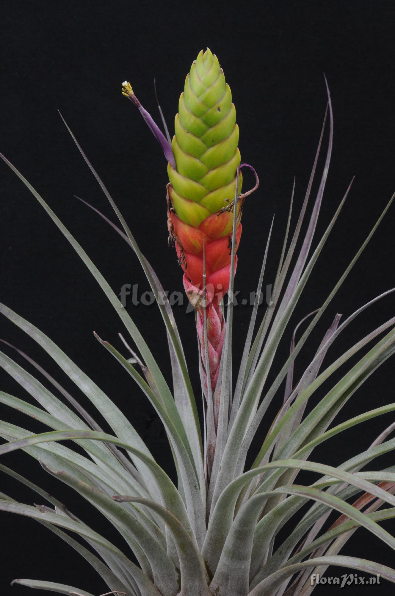 Tillandsia magnispica