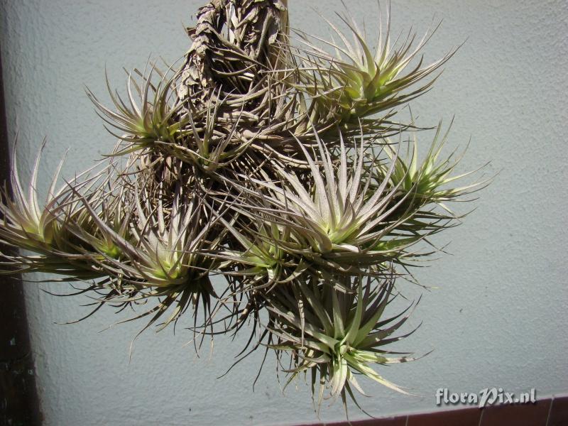 Tillandsia sp