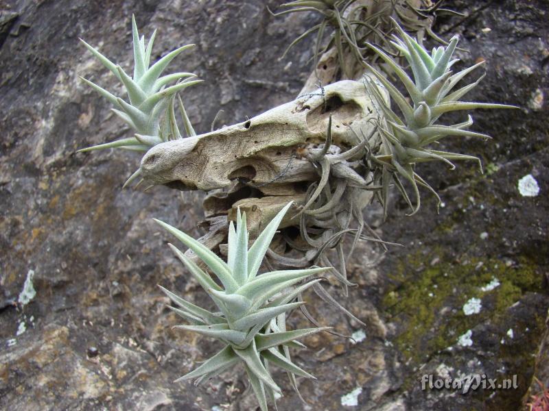 Tillandsia purpurea