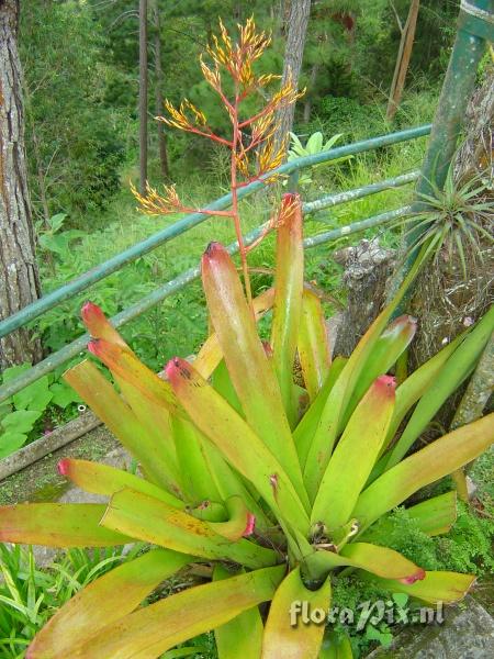 Aechmea eurycorymbus