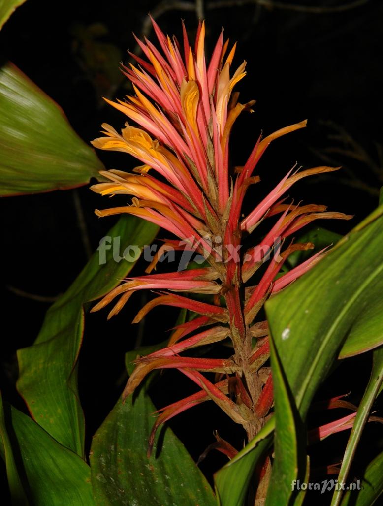 Pitcairnia dolichopetala