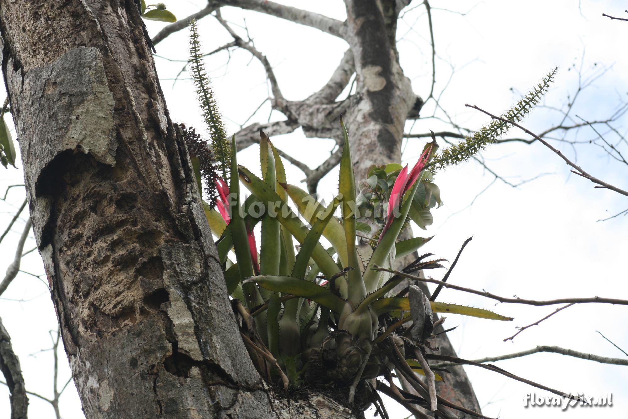 Aechmea setigera