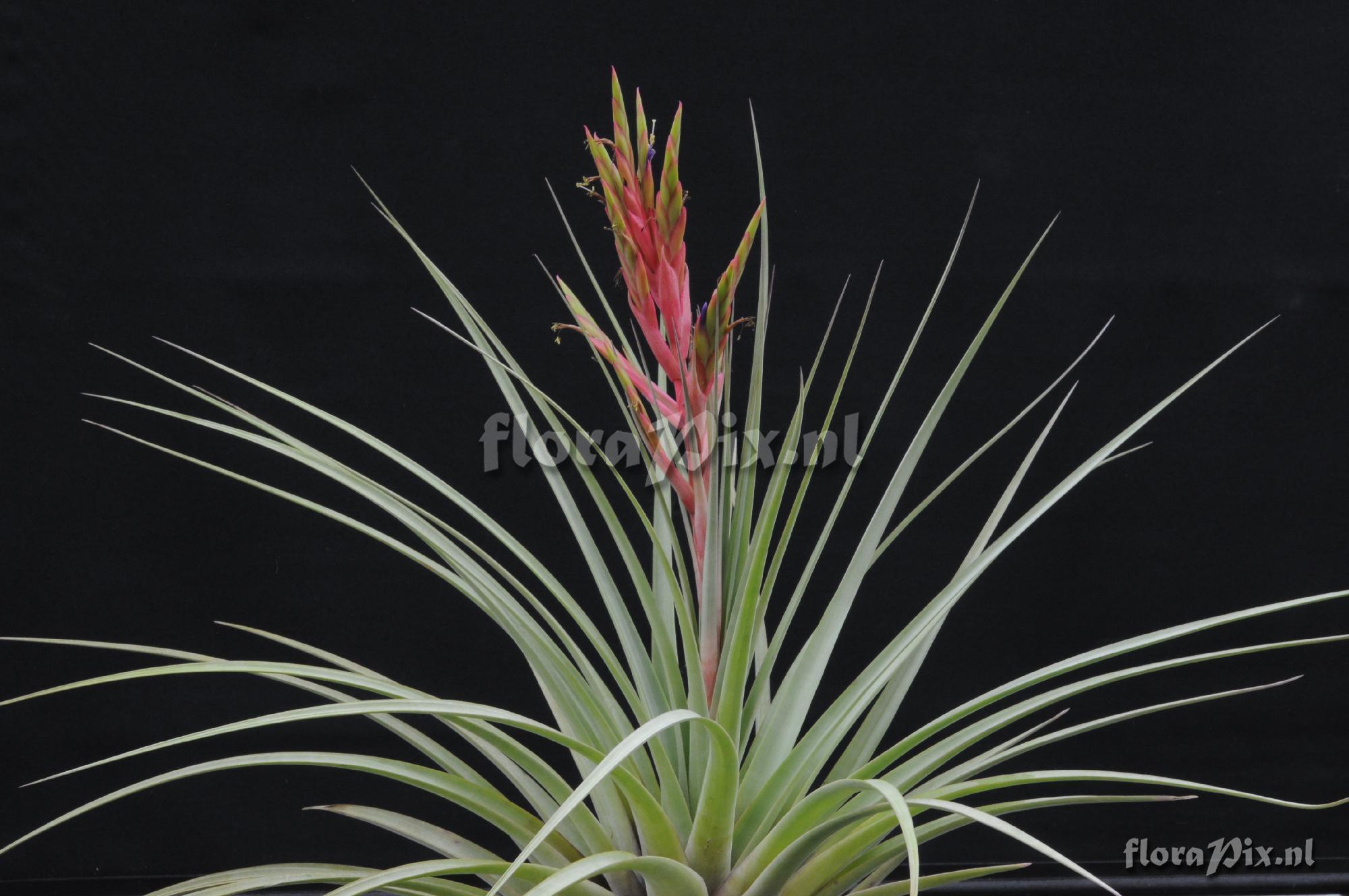 Tillandsia fasciculata var. densispica