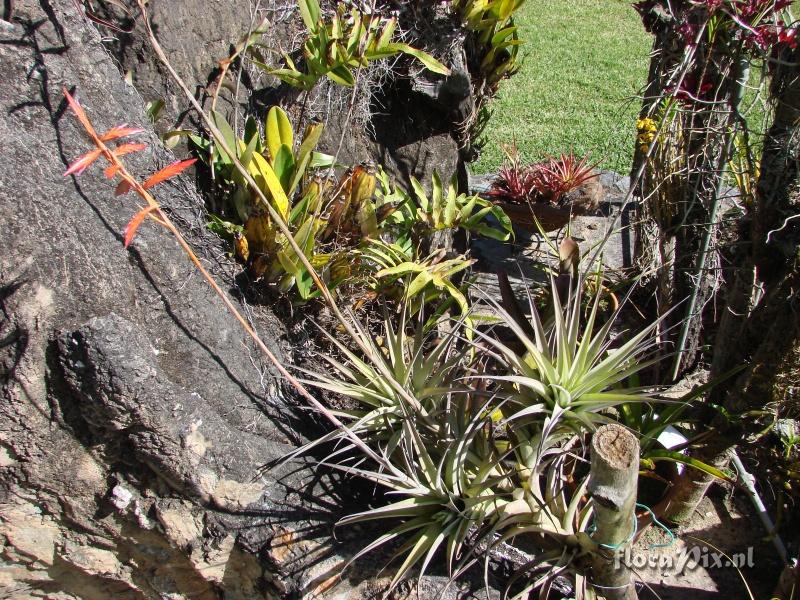 Tillandsia latifolia var divaricata