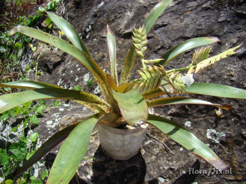 Tillandsia venusta