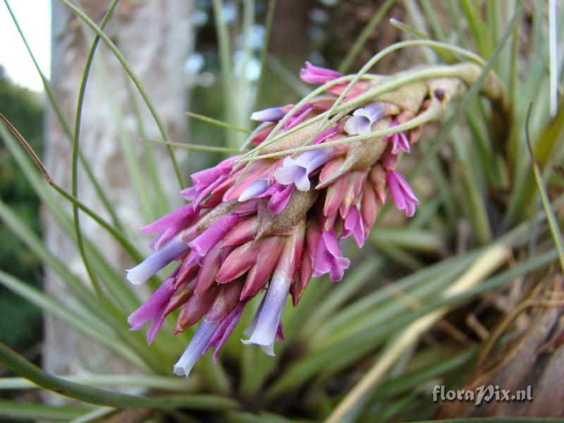 Tillandsia myriantha