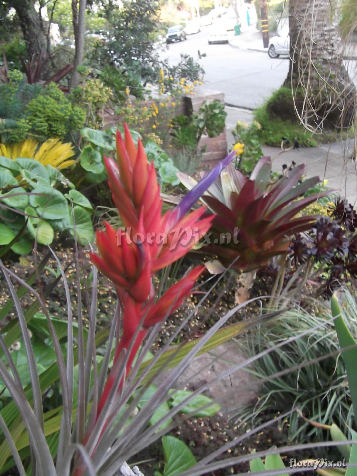 Tillandsia sp. 