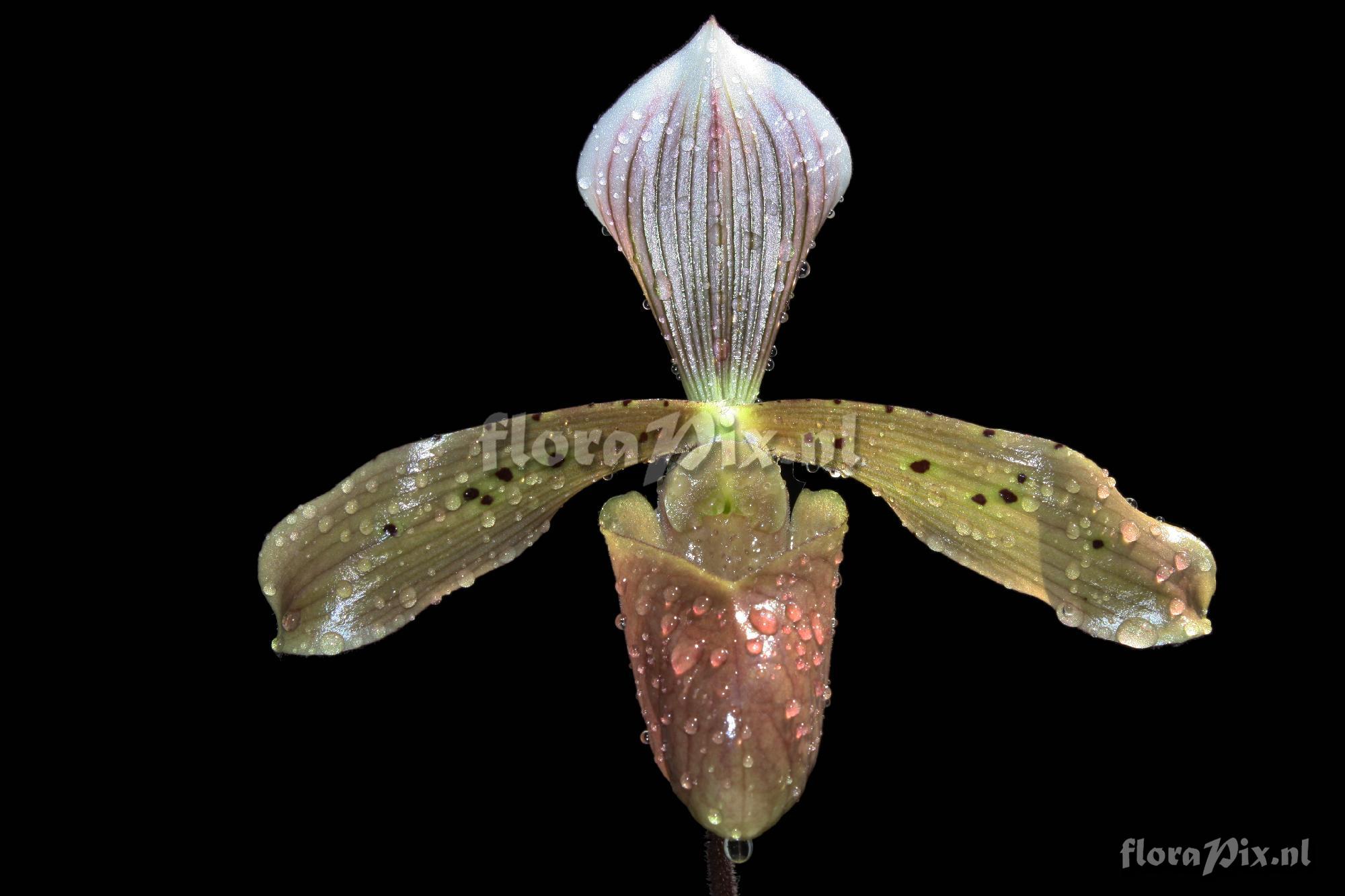 Paphiopedilum tonsum (Reichenbach fil.) Stein 