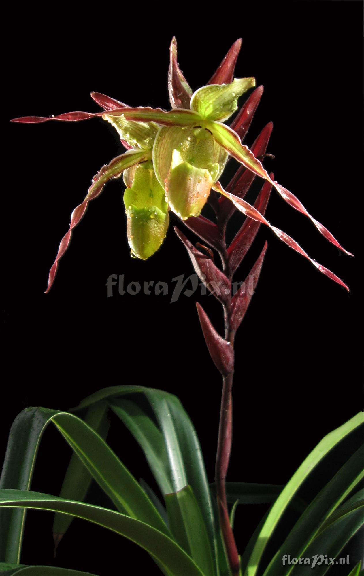 Phragmipedium longifolium (Rchb. & Warzewicz) Rolf