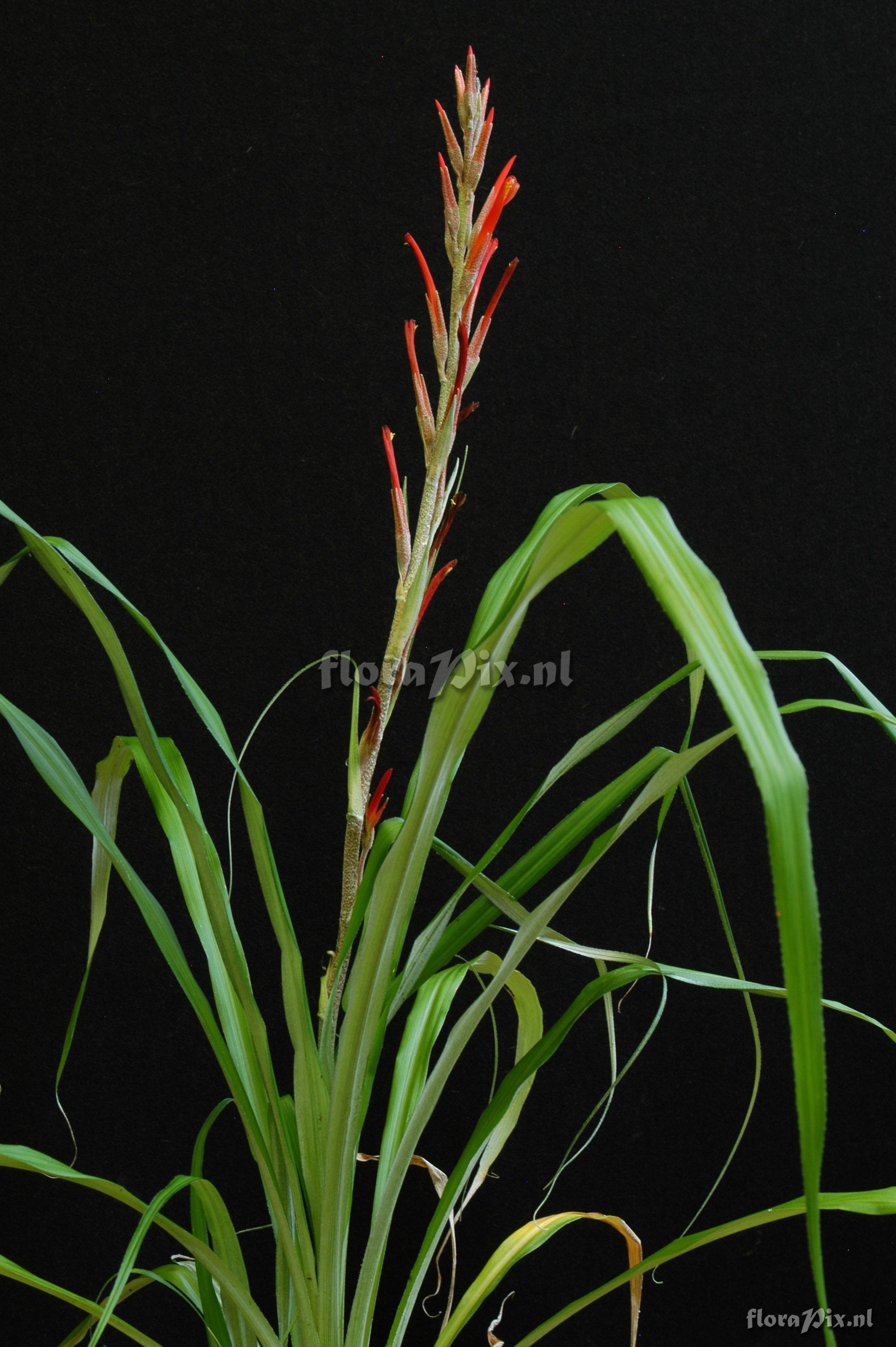 Pitcairnia caricifolia