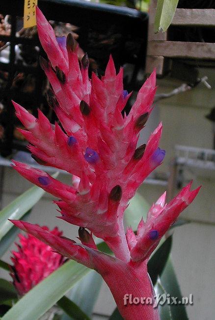 Aechmea distichantha