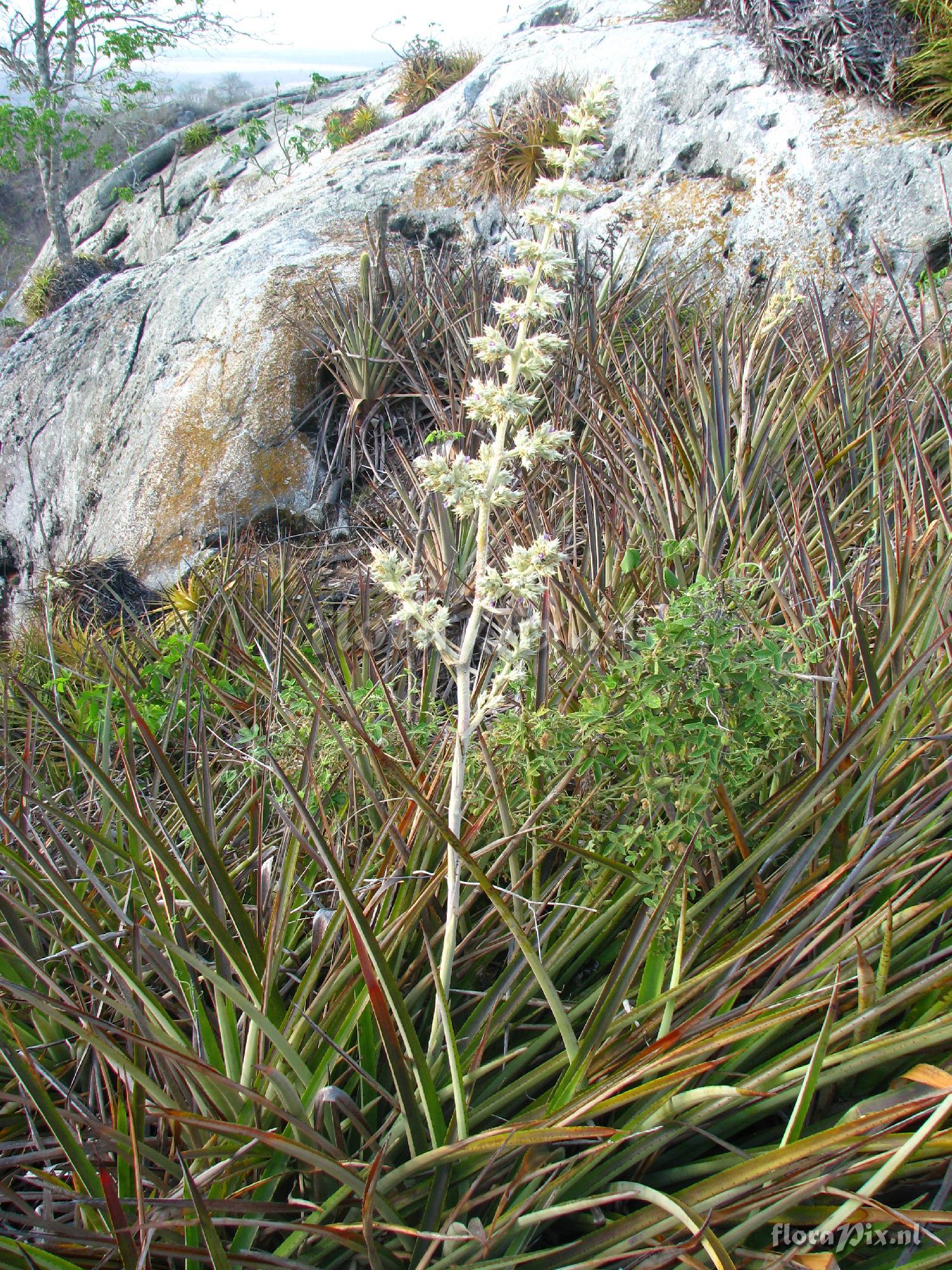 Hohenbergia horrida