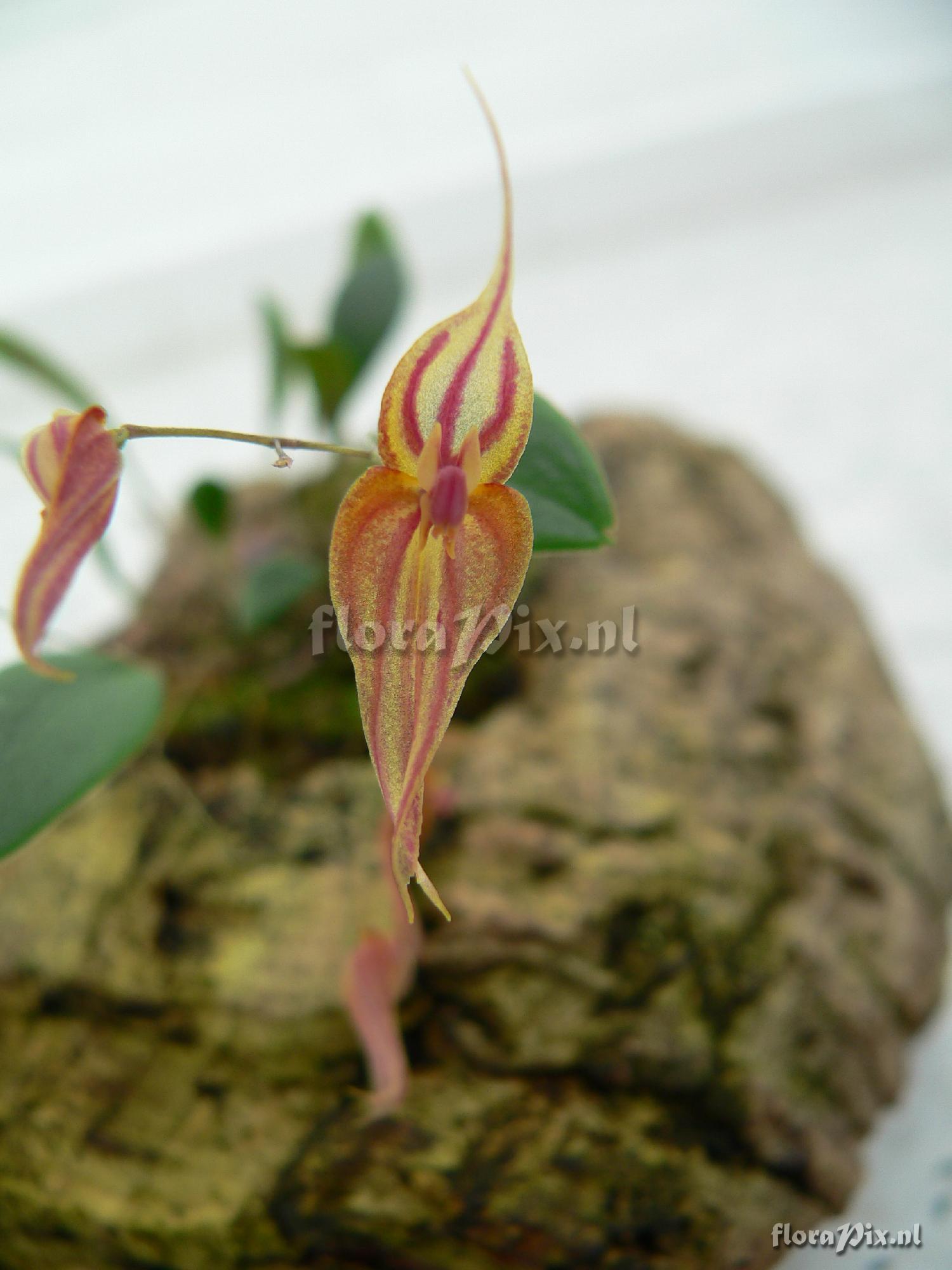 Lepanthes horrida