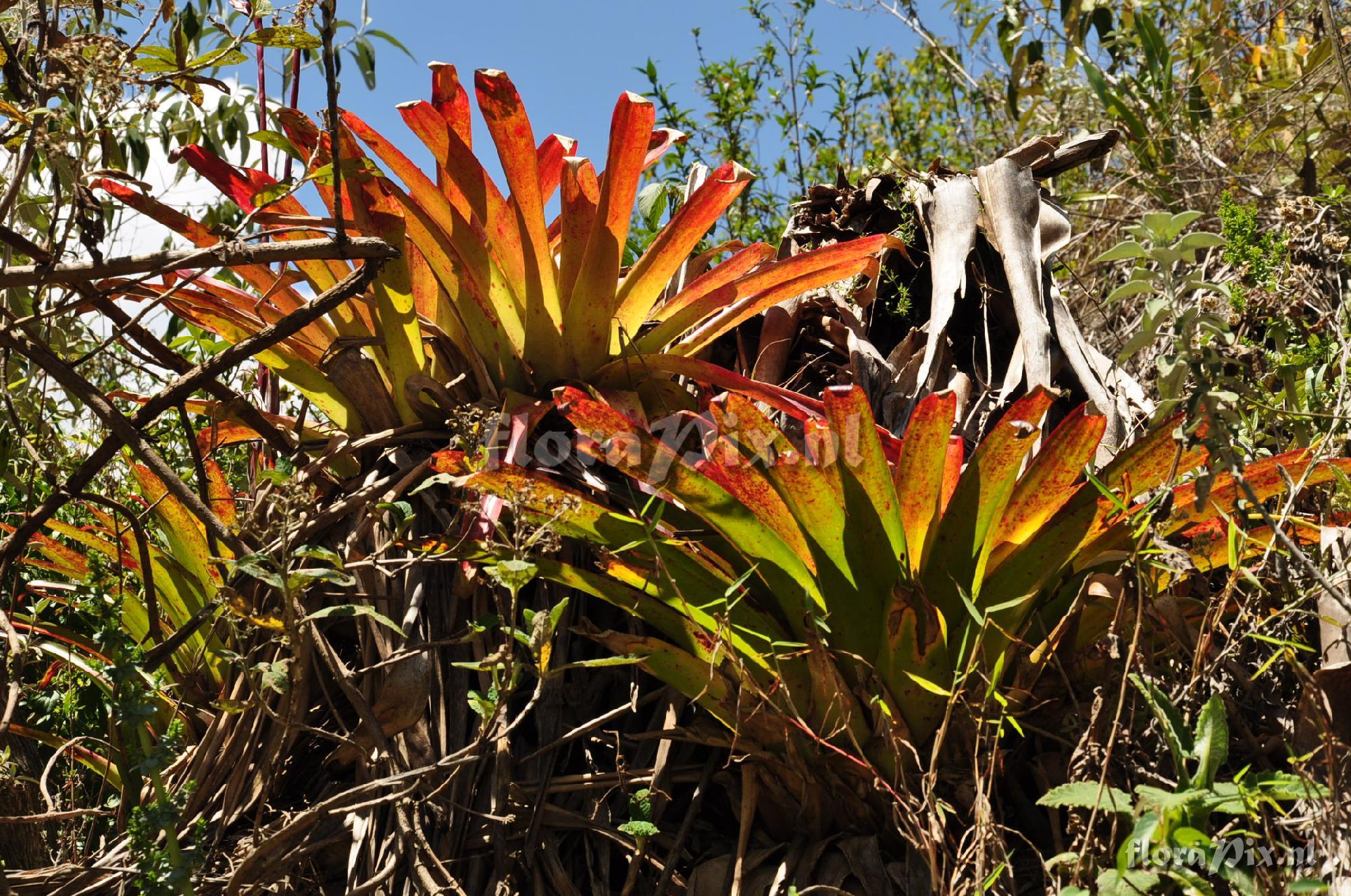 Tillandsia spec.