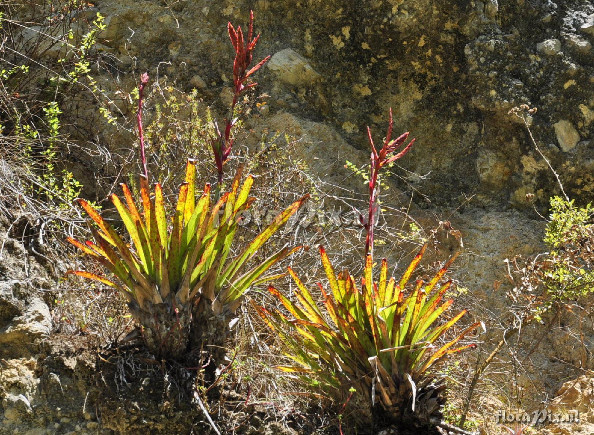 Tillandsia spec.