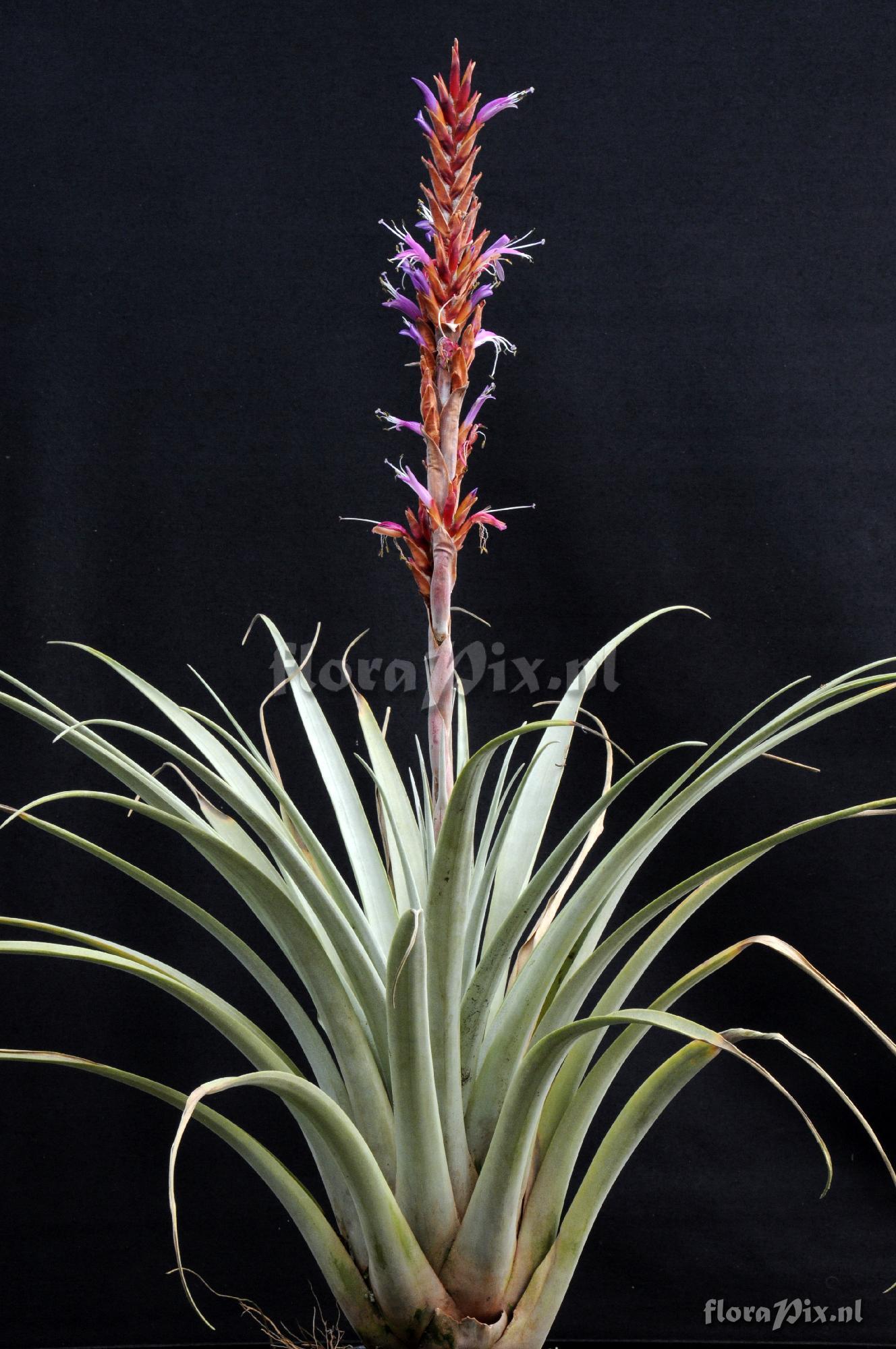 Tillandsia harmsiana