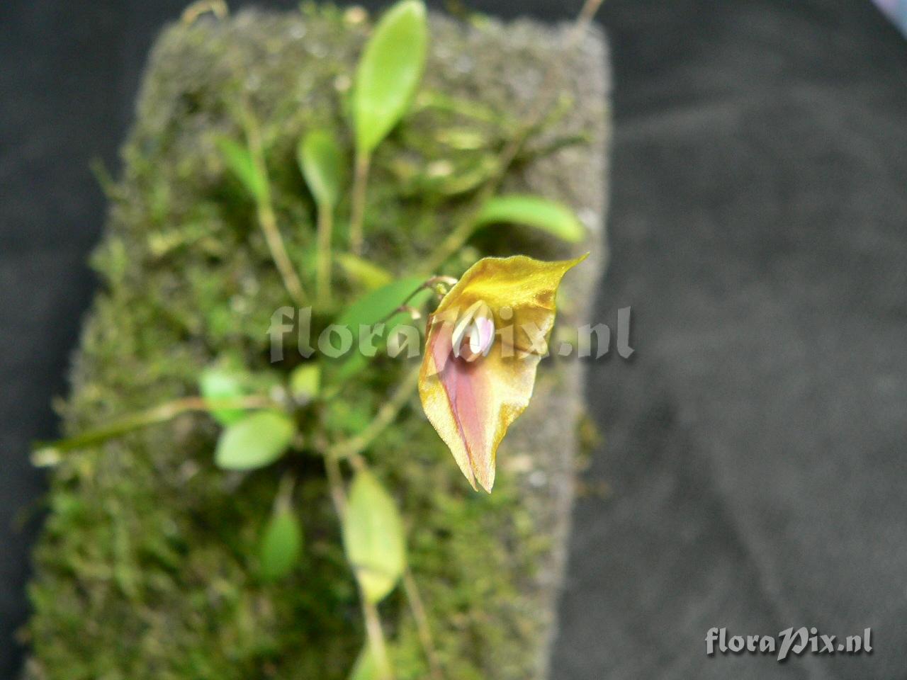 Lepanthes escobarina