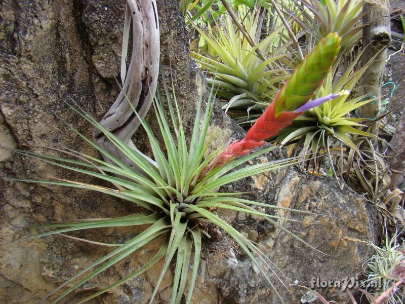 Tillandsia magnispica