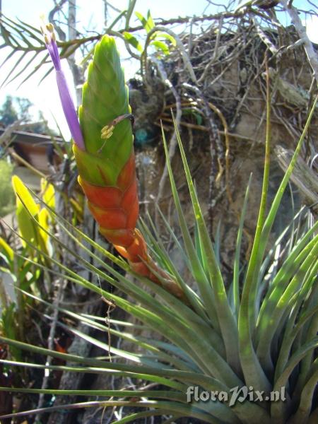 Tillandsia magnispica