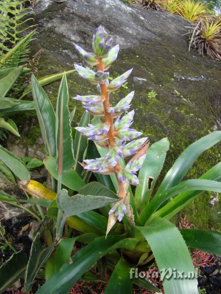 Aechmea serrata