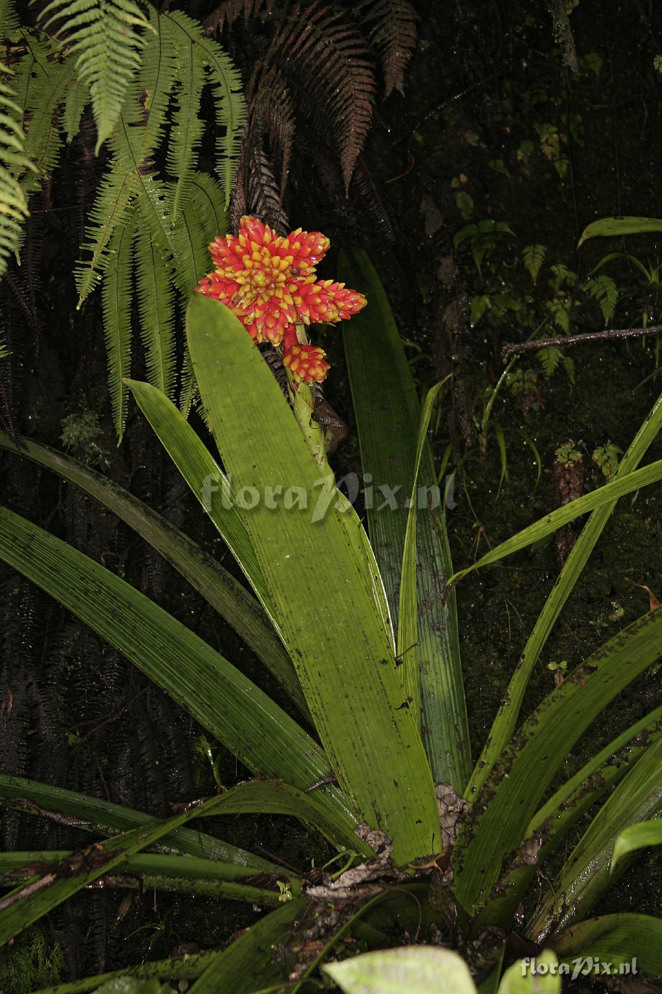 Guzmania rubrolutea