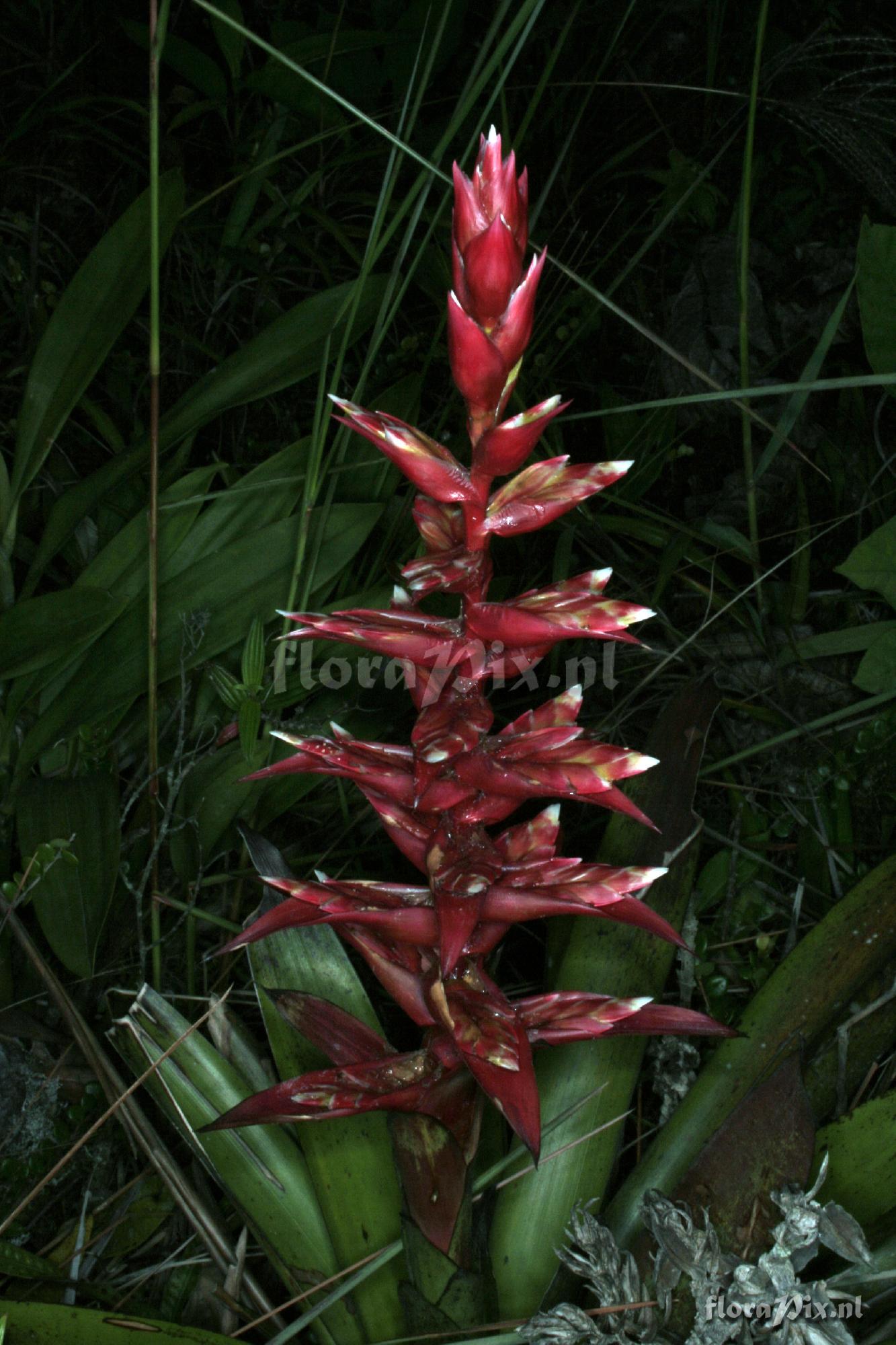 Tillandsia schimperiana