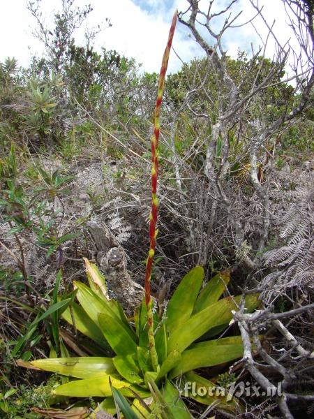 Tillandsia tovarensis