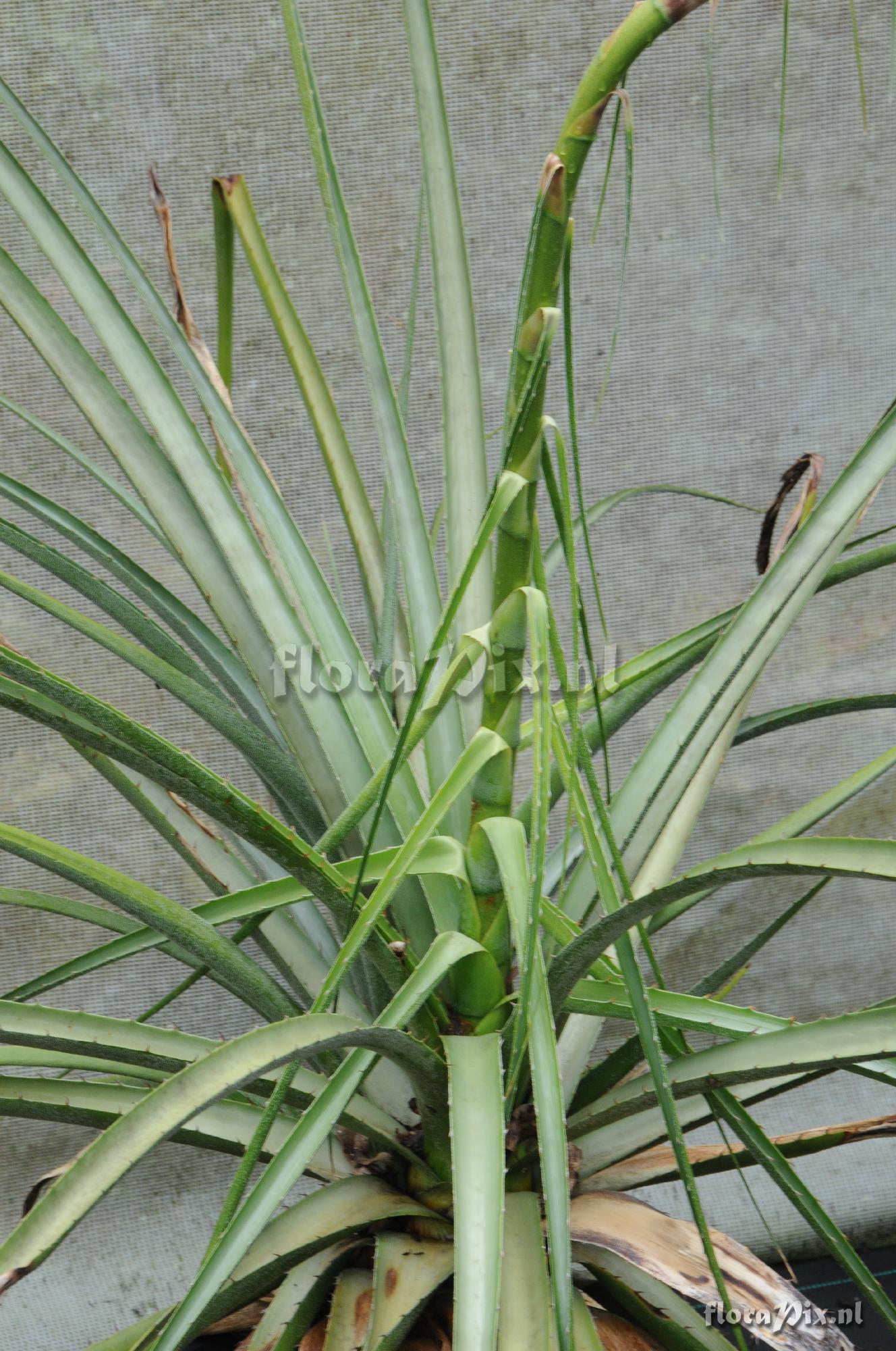 Puya densiflora