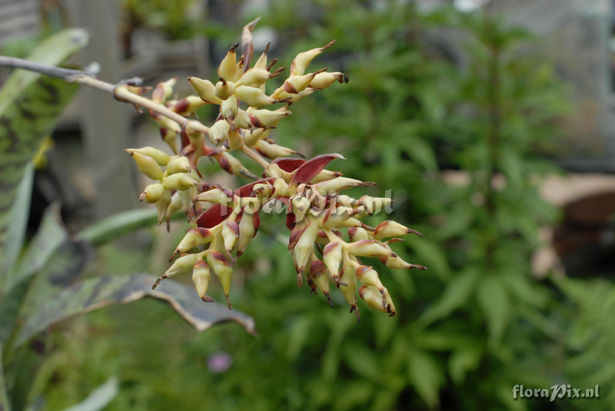 Aechmea fosteriana