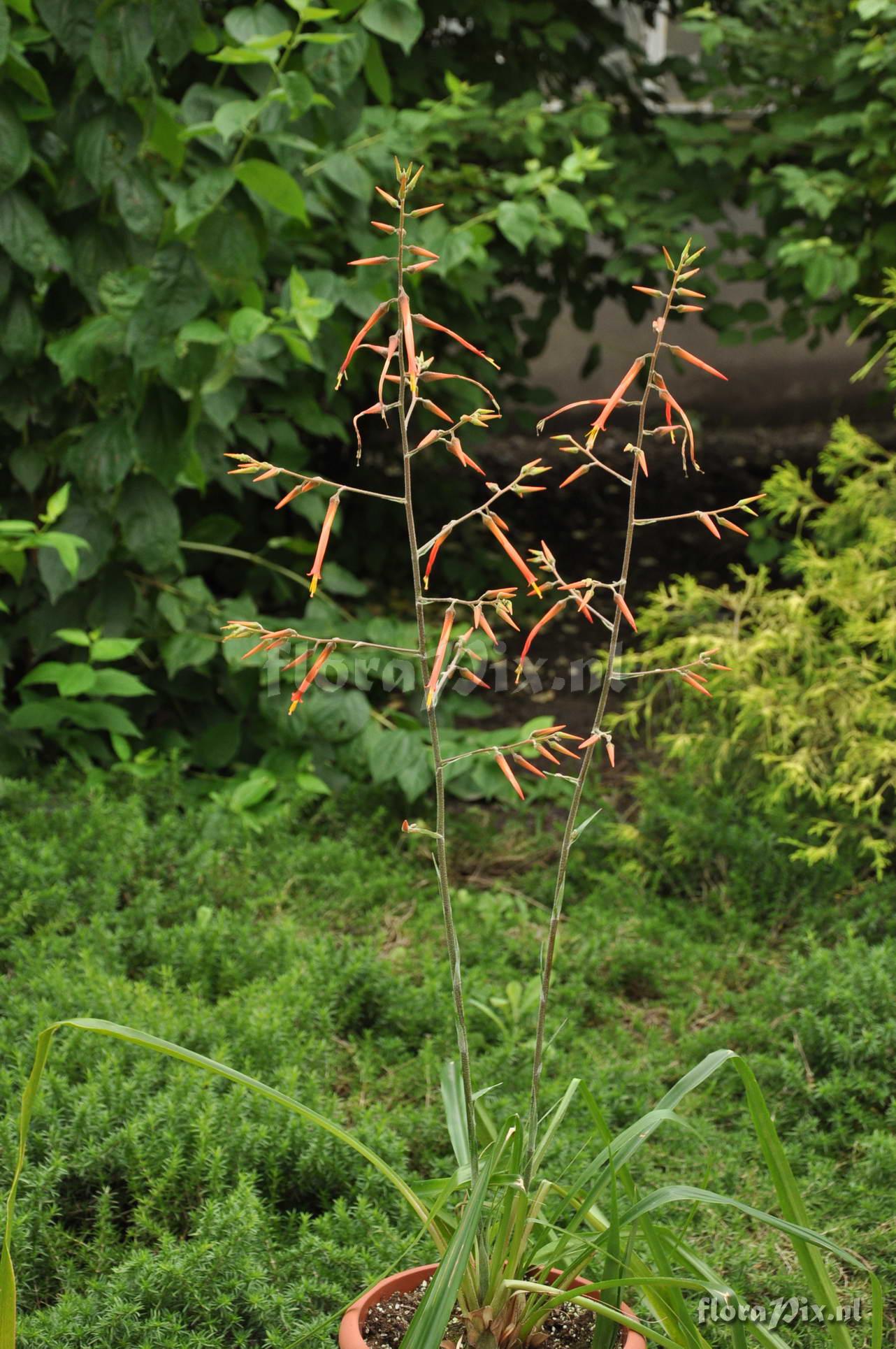 Pitcairnia spec.