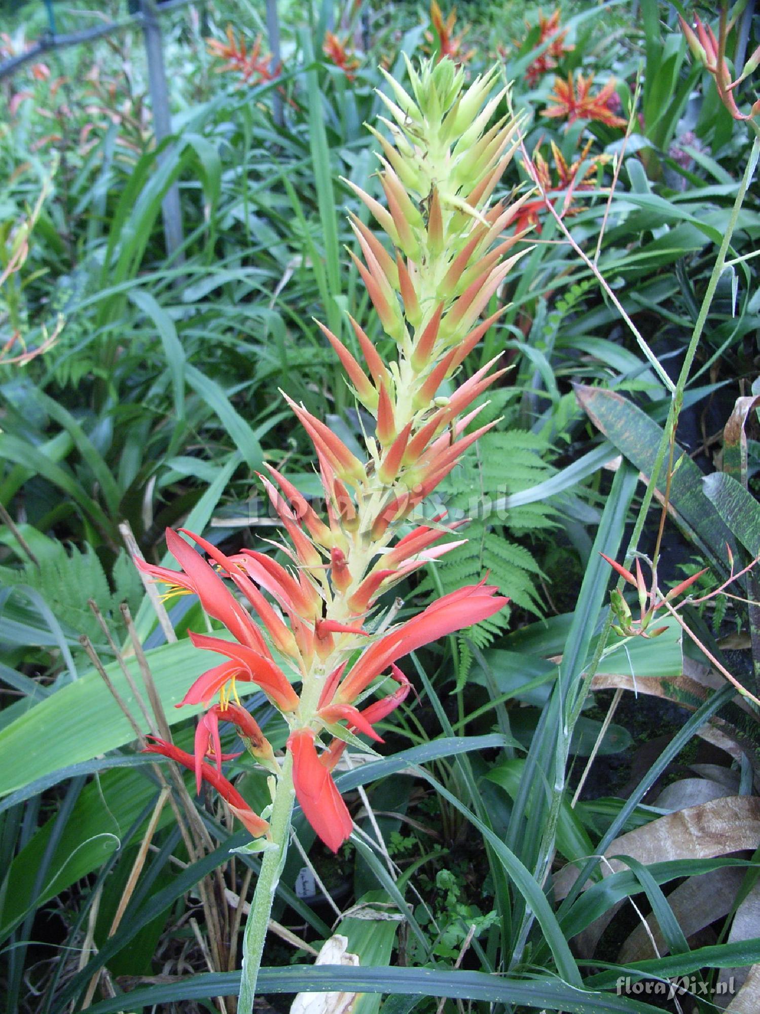 Pitcairnia species