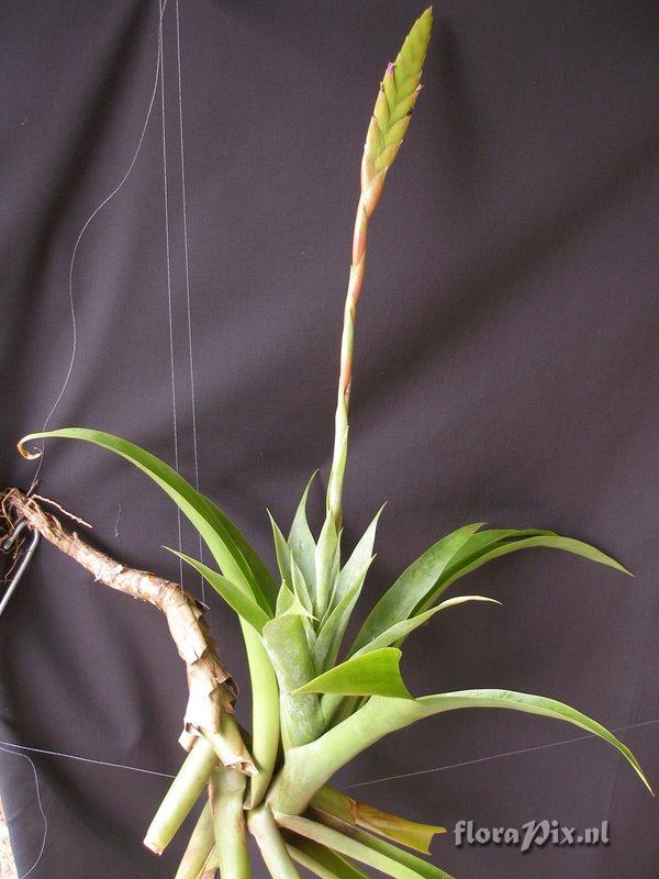 Tillandsia kauffmannii