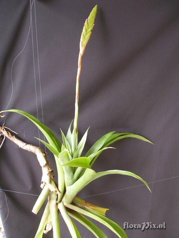 Tillandsia kauffmannii