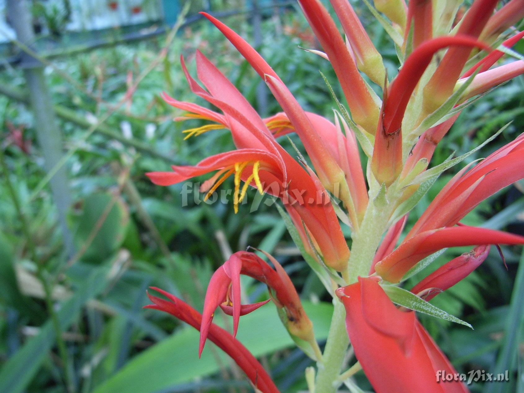 Pitcairnia species