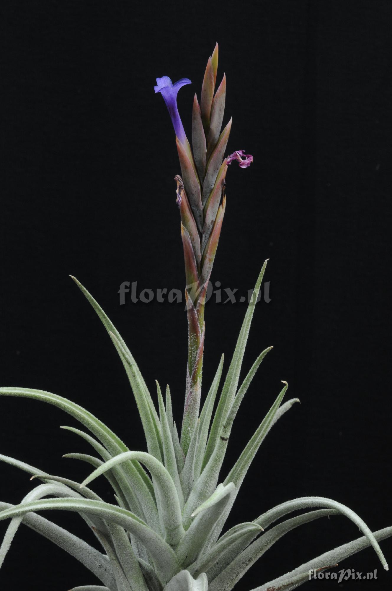 Tillandsia zecheri