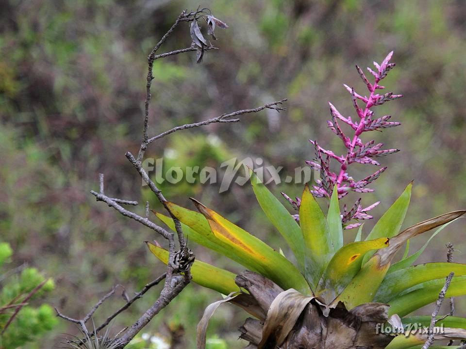 Tillandsia sagasteguii 