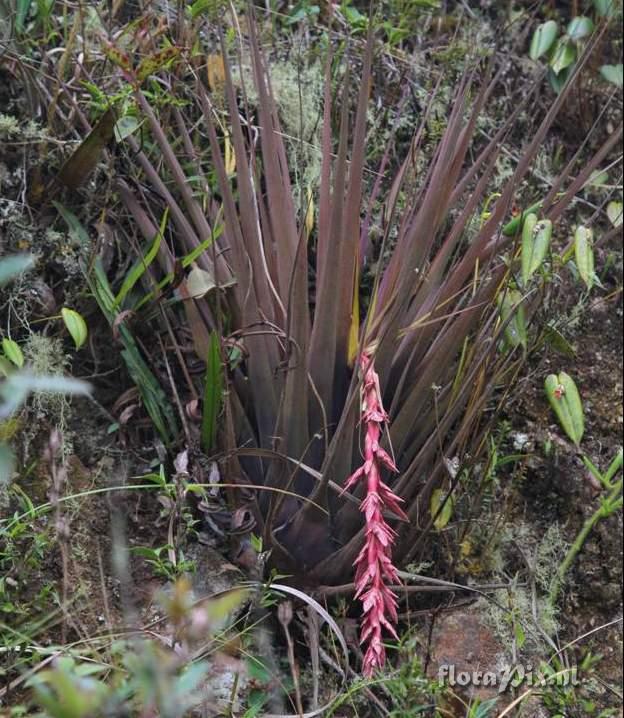 Tillandsia  engleriana