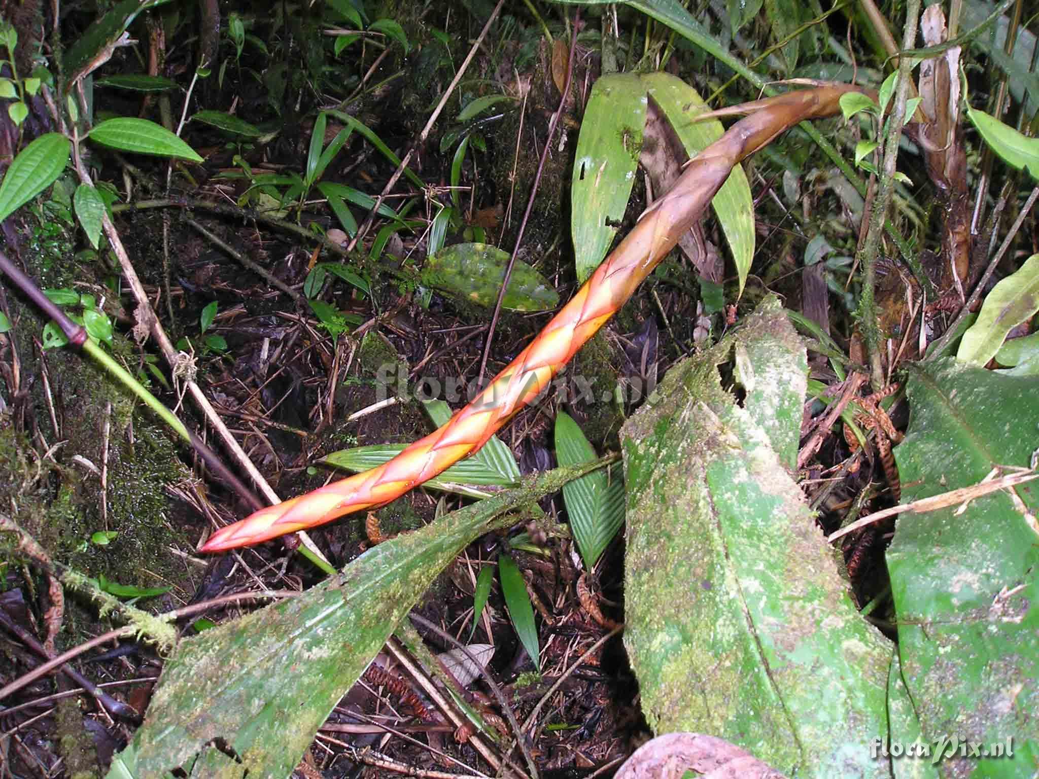 Pitcairnia arcuata