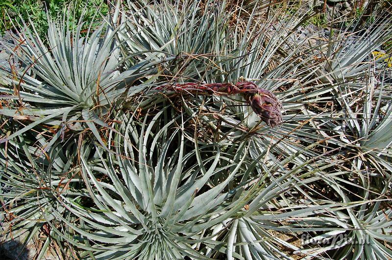 Puya coerulea