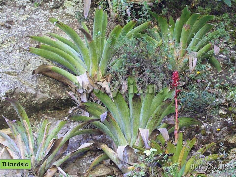 Tillandsia coinaensis