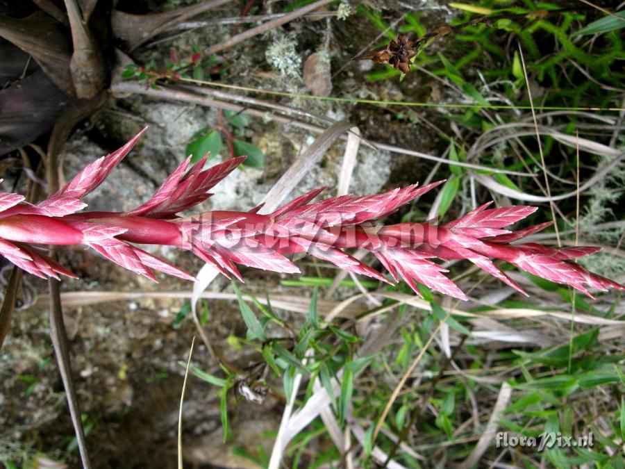 Tillandsia  engleriana