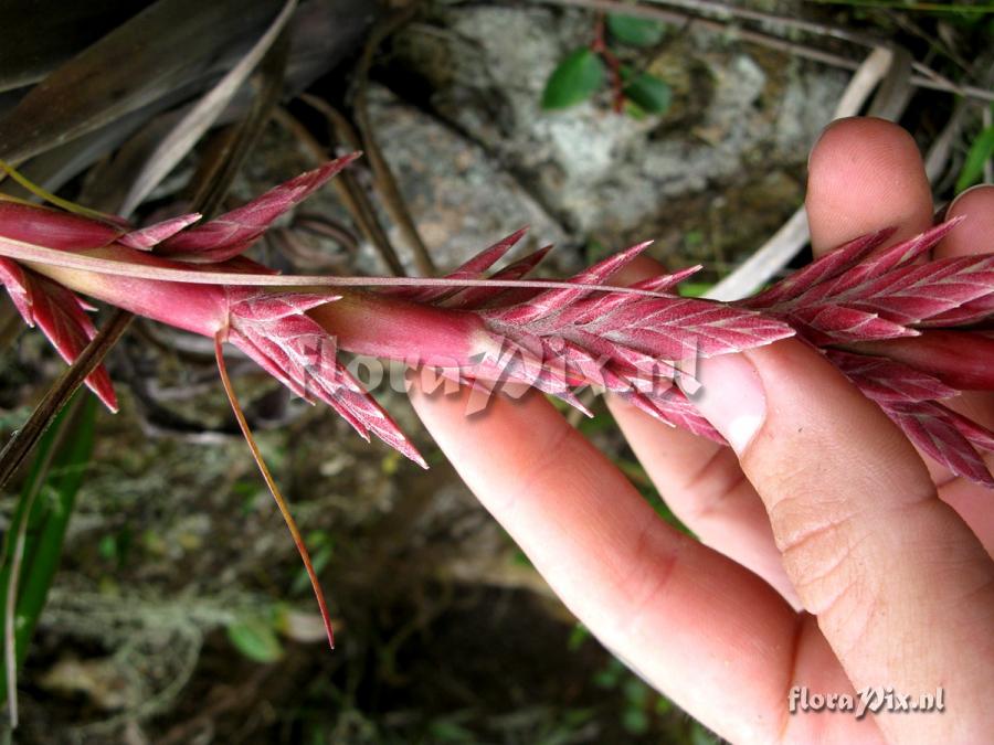 Tillandsia  engleriana