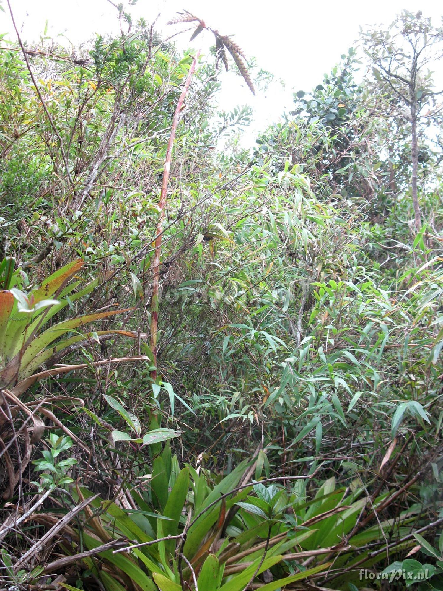 Tillandsia pyramidata var. vivipara