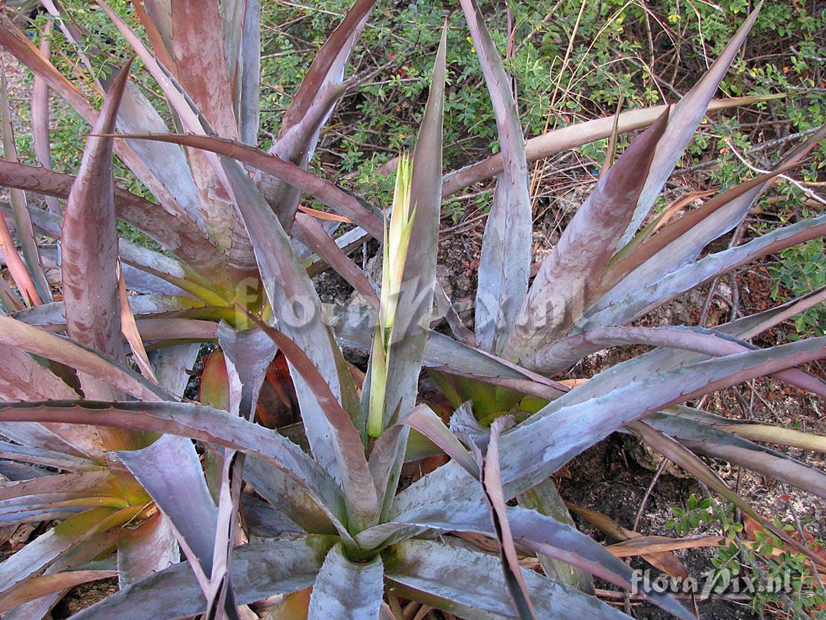 Pitcairnia pruinosa