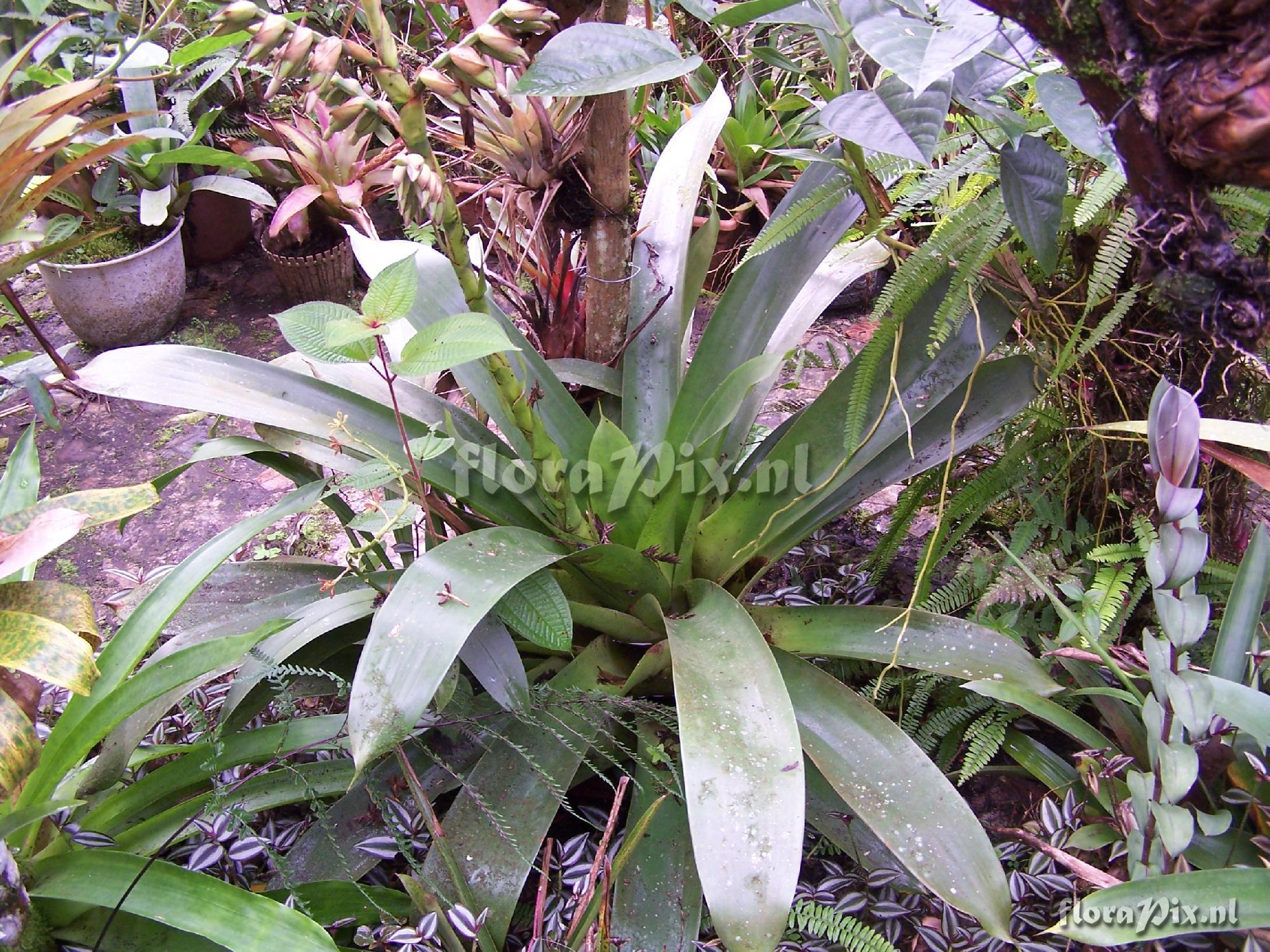 Werauhia sanguinolenta