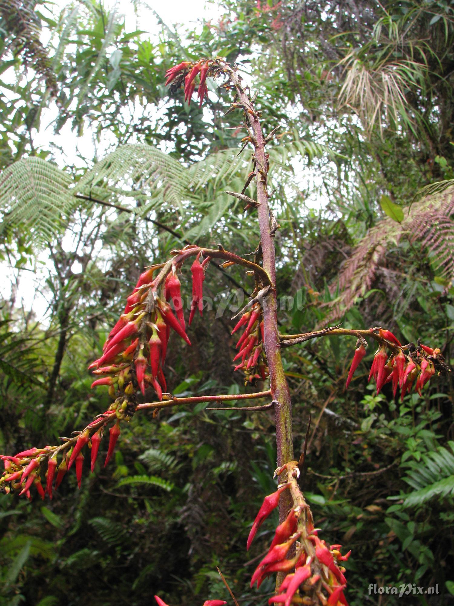 Pitcairnia lechleri