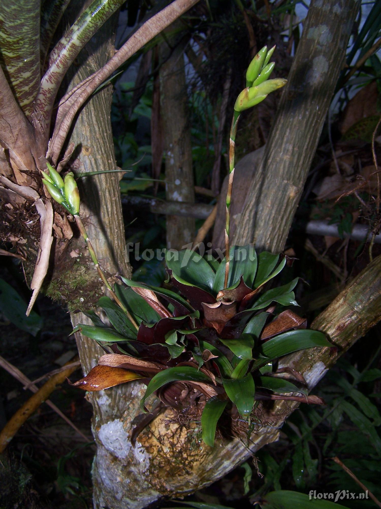 Werauhia marnier-lapostolei