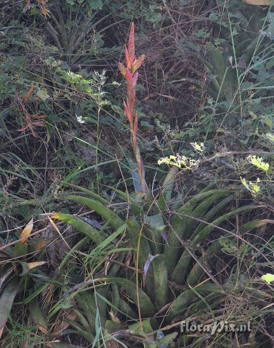 Tillandsia 