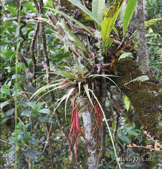 Tillandsia incurva