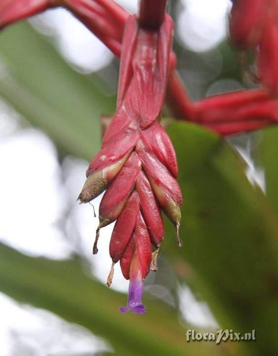 Tillandsia tovarensis